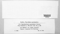 Synchytrium punctatum image